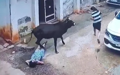 Bò đực bất ngờ nổi điên, tấn công 3 người trong một gia đình