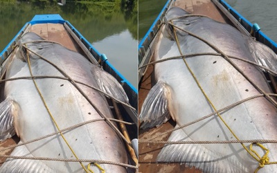 Ngư dân bắt được cá tra dầu khổng lồ nặng 105kg trên sông