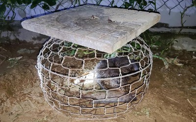 Đi đánh cá, người đàn ông bắt được loài vật quý hiếm có trong Sách Đỏ Việt Nam