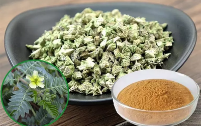 Loại cây xưa bị "vứt thẳng tay", nay thành đặc sản đắt đỏ dân phố thích mê, 240.000 đồng/kg