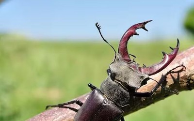 Loài côn trùng đắt đỏ bậc nhất thế giới, giá 2 tỷ đồng/con