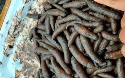 Thứ ở "dưới bùn" xưa hiếm người biết nay thành đặc sản dân phố thích mê