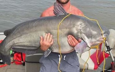 Ngư dân câu được con cá trê xanh khổng lồ nặng 39kg trên sông