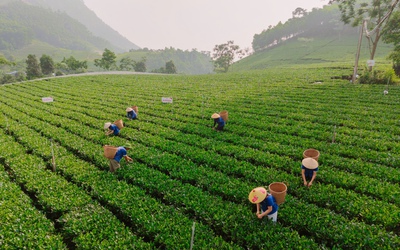 Người dân trồng chè ở La Bằng với niềm vui an cư