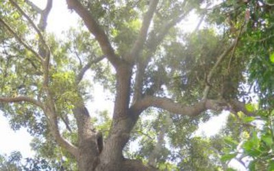 Loài cây quý hiếm bậc nhất thế giới, chỉ duy nhất Việt Nam mới có