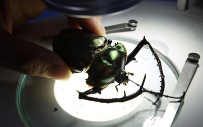 Nhóm học sinh tìm thấy loài côn trùng quý hiếm bậc nhất thế giới, giá hơn 3 tỷ đồng/con
