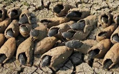 Loài cá duy nhất trên thế giới có thể sống 5 năm không cần nước