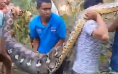 Người đàn ông bị trăn khổng lồ nuốt chửng khi đang chăn gà