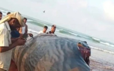 Mổ bụng cá, ngư dân sốc nặng khi tìm thấy thứ trị giá 39 tỷ đồng