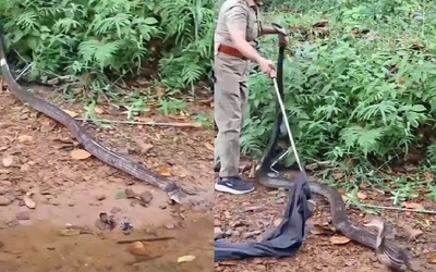 Nữ kiểm lâm bắt sống rắn hổ mang chúa khổng lồ dài 4,9 mét