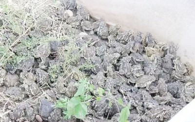 Nuôi loài vật xấu xí, anh nông dân nhẹ nhàng kiếm gần 70 tỷ đồng/năm