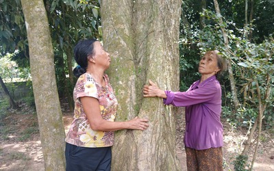 Cả làng đồng lòng bảo vệ vườn cây cổ thụ suốt gần hai thế kỷ