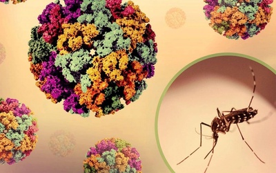 Dịch bệnh Chikungunya tăng tại nhiều nước, Bộ Y tế chỉ đạo khẩn