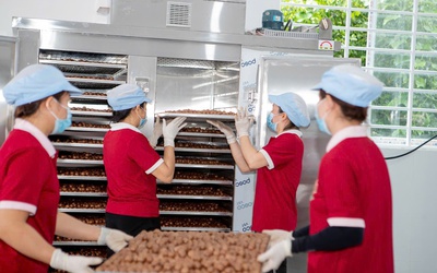 Áp dụng tiêu chuẩn VietGAP giúp mắc ca tăng giá bán từ 10 – 20% so với sản xuất thông thường
