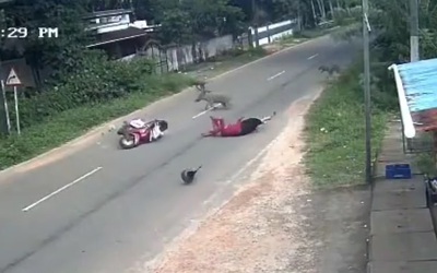 Lợn rừng lao vào xe máy, người phụ nữ văng xuống đường