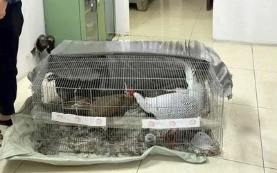 Vụ lĩnh 6 năm tù vì bán gà lôi trắng: Bị cáo Thái Khắc Thành được cho tại ngoại, cấm đi khỏi nơi cư trú