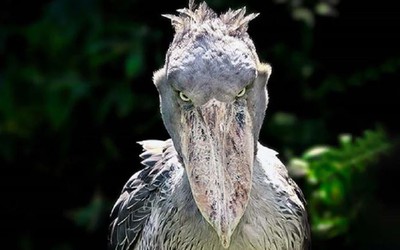 Loài chim quý hiếm bậc nhất thế giới, cao bằng người, chuyên săn cá sấu