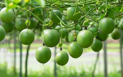 Loại quả được đánh giá "tốt nhất thế giới", ở Việt Nam trồng bạt ngàn