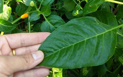 Đừng chỉ ăn quả, lá loại cây này quý như "nhân sâm người nghèo", ở quê mọc um tùm