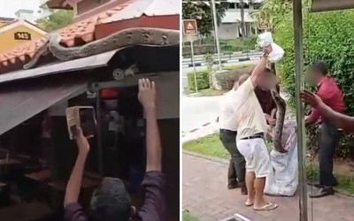 Nhìn lên mái quán cà phê, người dân tái mặt khi chứng kiến cảnh tượng nổi da gà