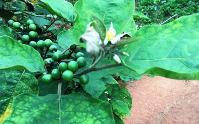 Vân vi đặc sản...