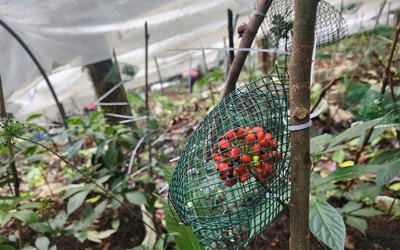 Quảng Ngãi: Đề xuất thành lập Trung tâm bảo tồn và phát triển cây Sâm Ngọc Linh