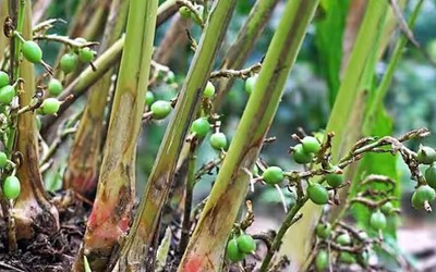 Loại hạt đắt đỏ bậc nhất thế giới, 2 triệu đồng/kg, ở Việt Nam trồng bạt ngàn