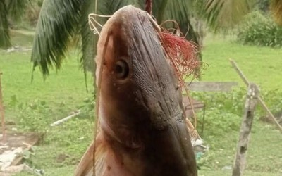 Mổ bụng cá trê, ngư dân sốc nặng khi thấy thứ đáng sợ bên trong