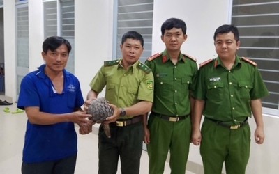 Đang đi trên đường, người đàn ông phát hiện con tê tê quý hiếm nặng gần 4kg