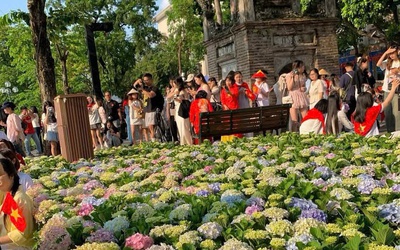 “Biển” cẩm tú cầu giữa lòng Hà Nội hút khách check-in dịp Quốc khánh 2/9