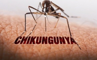 Bộ Y tế bác thông tin Việt Nam có ca mắc bệnh Chikungunya
