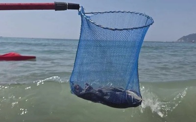 Du khách hoảng loạn rời bãi biển vì phát hiện thứ đáng sợ trôi dạt vào bờ