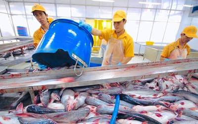 Doanh thu từ Mỹ và EU bù đắp đà giảm của Vĩnh Hoàn tại Trung Quốc