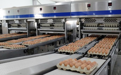 Một mảng kinh doanh rất “khác” ở Hòa Phát