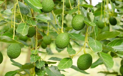 Loại quả được đánh giá "tốt nhất thế giới", ở Việt Nam vừa nhiều vừa rẻ