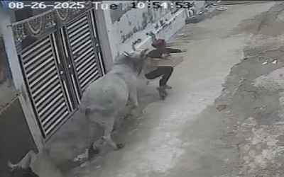Người đàn ông đi xe máy bị bò điên húc văng trên phố