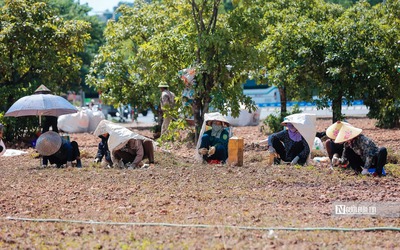 Hà Nội: Người dân oằn mình giữa trời nắng đổ lửa