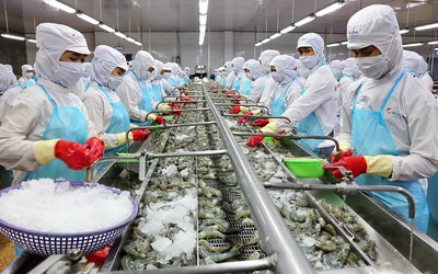 Doanh thu đi xuống, lợi nhuận Minh Phú vẫn tăng vọt nhờ cắt giảm chi phí