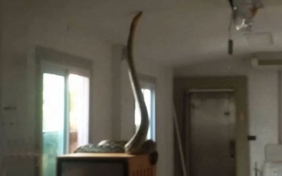 Nhìn lên trần nhà, người phụ nữ bắt gặp cảnh tượng nổi da gà