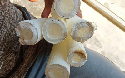 Cây dại xưa không ai "ngó" nay có giá đắt đỏ, gần 3 triệu đồng/kg