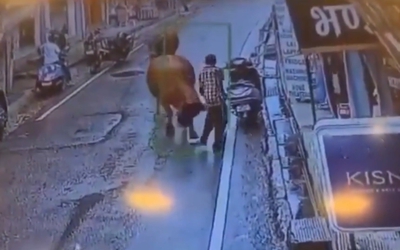 Người đàn ông bị bò tấn công, húc văng lên không trung
