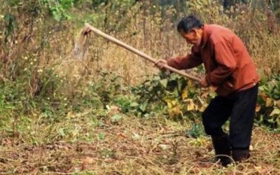 Đang làm ruộng, nông dân phát hiện kho báu 5kg vàng trị giá gần 14 tỷ đồng