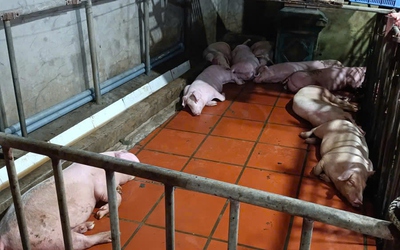 Phát hiện cơ sở giết mổ, bán lợn nhiễm dịch tả lợn châu Phi số lượng lớn