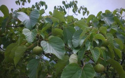 Cây dại có tên lạ xưa không ai ngó nay giá đắt đỏ, hái bán đếm tiền không kịp