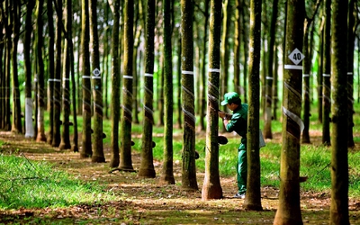 Cao su Đồng Phú chi gần 174 tỷ đồng trả cổ tức năm 2024, tỉ lệ 20%