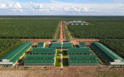 Thaco Agri báo lãi sụt giảm, nợ vay tăng vọt