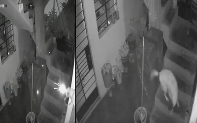 Thuốc nổ bị ném vào nhà, chú chó có hành động cứu mạng cả gia đình