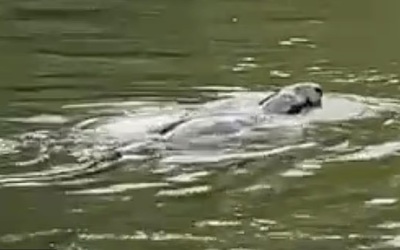 Sinh vật bí ẩn xuất hiện trên sông Thames gây liên tưởng đến quái vật hồ Loch Ness