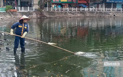 Hà Nội: Công nhân tất bật thu gom cá chết ở hồ Trúc Bạch