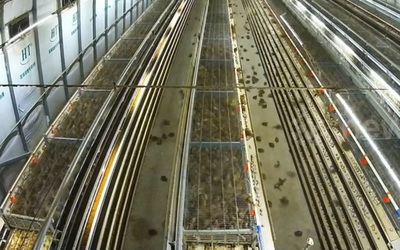 Sét đánh trúng trang trại, hàng ngàn con chim cút bất tỉnh